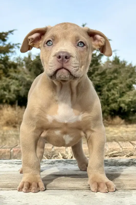 male XL American bully