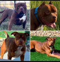 male XL American bully, a male American Bully for sale in Denver, CO – Photo 2 of 9