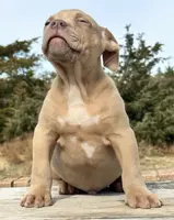 male XL American bully, a male American Bully for sale in Denver, CO – Photo 5 of 9