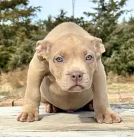 male XL American bully, a male American Bully for sale in Denver, CO – Photo 7 of 9