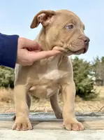 male XL American bully, a male American Bully for sale in Denver, CO – Photo 9 of 9