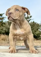 male XL American bully, a male American Bully for sale in Denver, CO – Photo 6 of 9