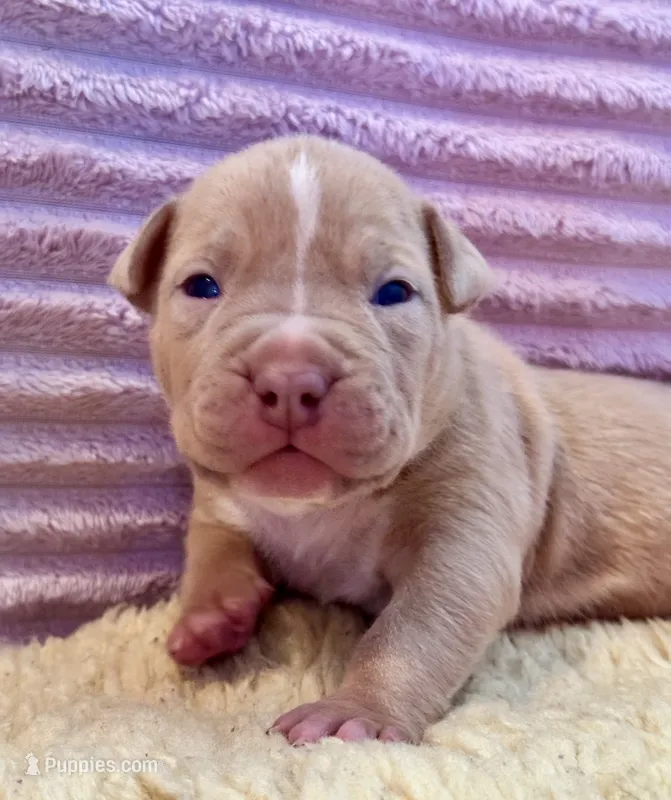 Lilac fawn male XL American bully  – American Bully puppy for sale in Denver, CO