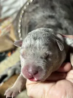 Blue tri merle male XL American bully puppy, a male American Bully for sale in Denver, CO – 6 of 7