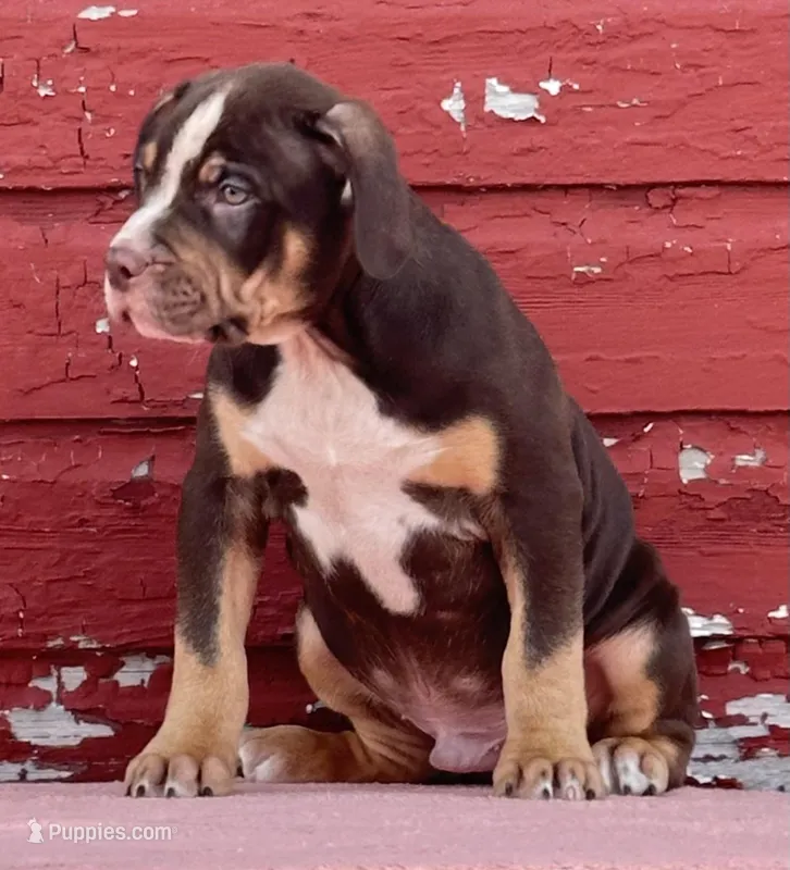Male American bully choc tri 