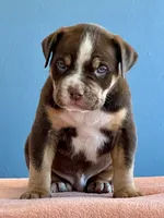 Male American bully choc tri , a male American Bully for sale in Denver, CO – Photo 6 of 8