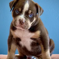 CHOCOLATE TRI * American BULLY male, a male American Bully for sale in Denver, CO – Photo 5 of 5