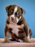 Male American bully choc tri , a male American Bully for sale in Denver, CO – Photo 8 of 8