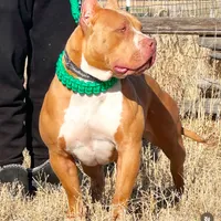 CHOCOLATE TRI * American BULLY male, a male American Bully for sale in Denver, CO – Photo 3 of 5