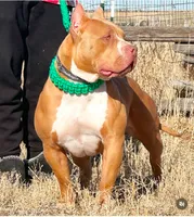 Male American bully choc tri , a male American Bully for sale in Denver, CO – Photo 4 of 8