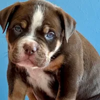 CHOCOLATE TRI * American BULLY male, a male American Bully for sale in Denver, CO – Photo 2 of 5