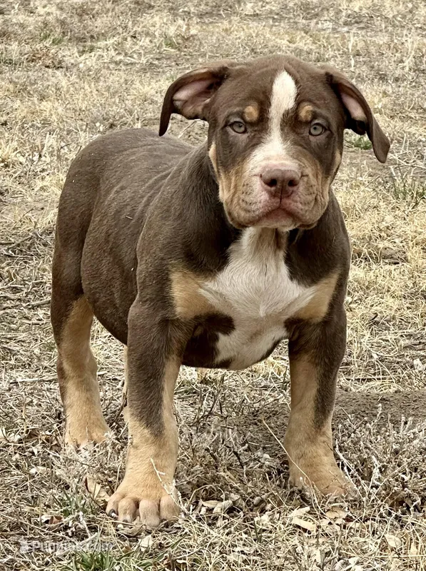 Male American bully choc tri  – American Bully puppy for sale in Denver, CO