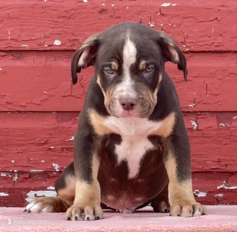 Male American bully choc tri 
