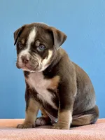 Male American bully choc tri , a male American Bully for sale in Denver, CO – Photo 7 of 8