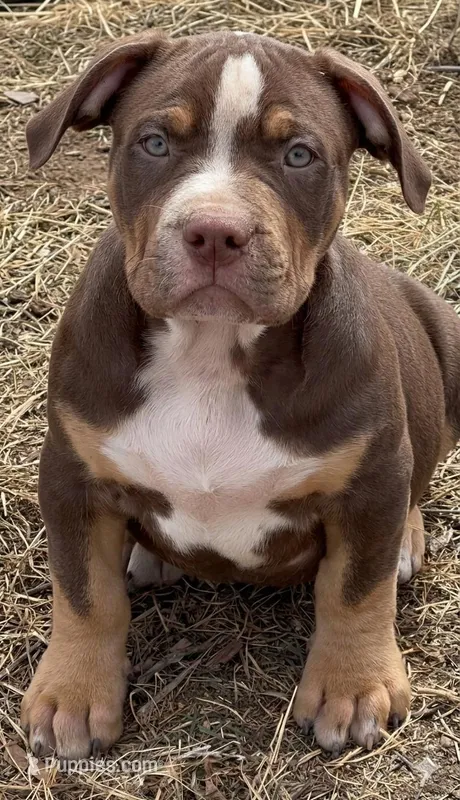 Male American bully choc tri  – American Bully puppy for sale in Denver, CO