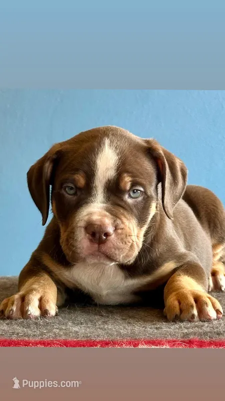 Male American bully choc tri 