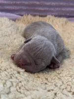 Lilac tri female ~ American bully XL puppy, a female American Bully for sale in Denver, CO – 5 of 6