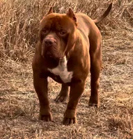 Rocky XL American Bully, a male American Bully for sale in Denver, CO – Photo 7 of 8