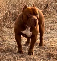 Rocky XL American Bully, a male American Bully for sale in Denver, CO – Photo 8 of 8