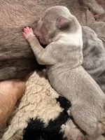 Lilac tri female XL American Bully puppy, a female American Bully for sale in Denver, CO – 7 of 7