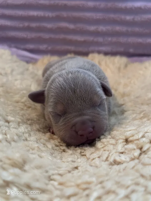 Lilac tri female ~ American bully XL puppy – American Bully puppy for sale in Denver, CO