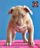 American bully female lilac fawn, a female American Bully for sale in Denver, CO – Photo 1 of 7