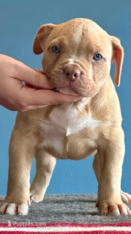 American bully female