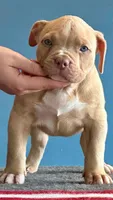 American bully female lilac fawn, a female American Bully for sale in Denver, CO – Photo 2 of 7