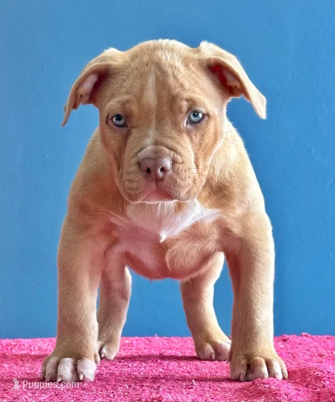 American bully female lilac fawn