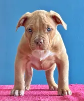 American bully female lilac fawn, a female American Bully for sale in Denver, CO – Photo 6 of 7
