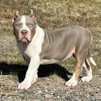 Lilac tri female AMERICAN BULLY XL, a female American Bully for sale in Denver, CO – 5 of 7