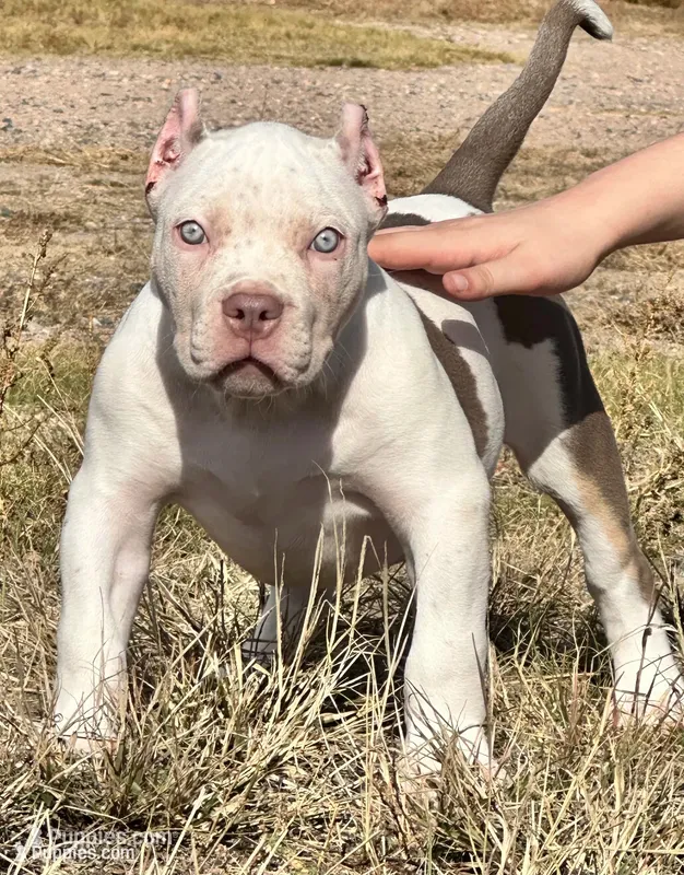 Female XL American bully puppy  – American Bully puppy for sale in Denver, CO