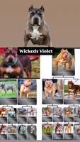MALE lilac tri puppy XL American bully , a male American Bully for sale in Denver, CO – 3 of 5