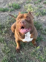 Rocky ~ XL American bully male , a male American Bully for sale in Denver, CO – 3 of 4