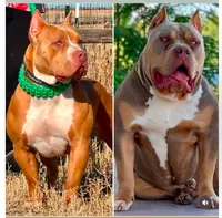 Lilac fawn male XL American bully , a male American Bully for sale in Denver, CO – 7 of 7