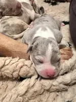 Blue tri merle female XL American Bully puppy, a female American Bully for sale in Denver, CO – 3 of 7