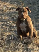 FEMALE Chocolate American bully 3 months , a female American Bully for sale in Denver, CO – Photo 6 of 6