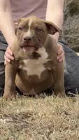 Dark Chocolate American female  bully, a female American Bully for sale in Denver, CO – Photo 6 of 6