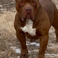 Dark Chocolate American female  bully, a female American Bully for sale in Denver, CO – Photo 3 of 6
