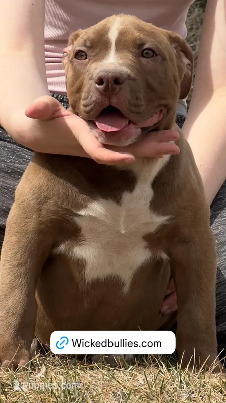 Chocolate American female  bully – American Bully puppy for sale in Denver, CO