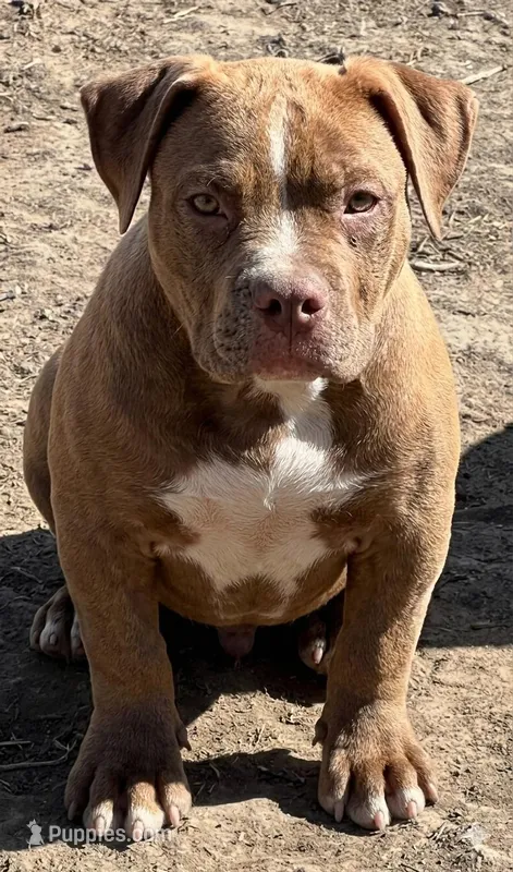 Chocolate American female  bully – American Bully puppy for sale in Denver, CO