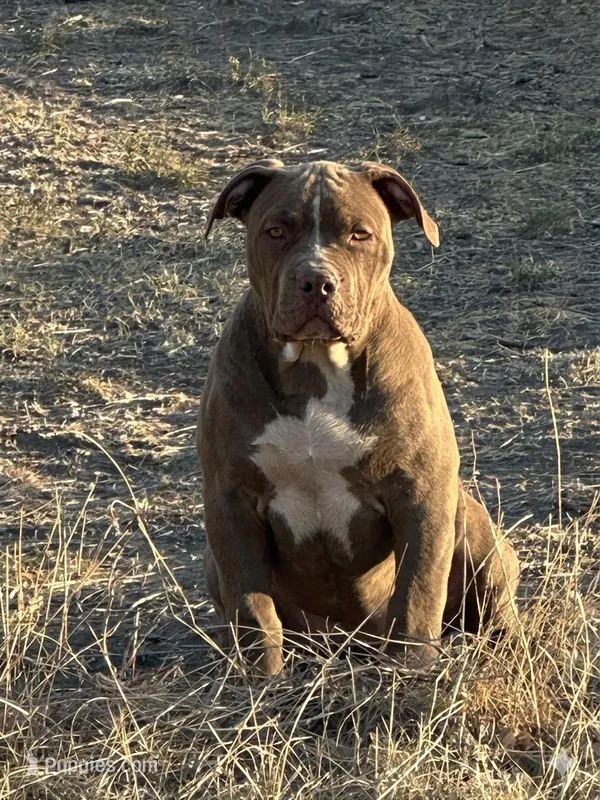 FEMALE Chocolate American bully 3 months  – American Bully puppy for sale in Denver, CO