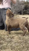 Dark Chocolate American female  bully, a female American Bully for sale in Denver, CO – Photo 5 of 6