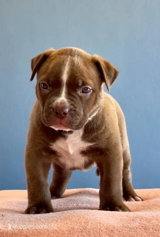 American female  bully