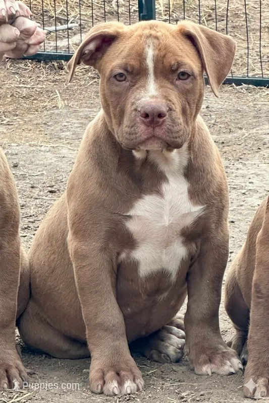 Chocolate American female  bully – American Bully puppy for sale in Denver, CO