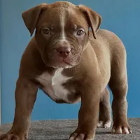 Dark Chocolate American female  bully, a female American Bully for sale in Denver, CO – Photo 2 of 6