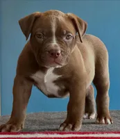 Chocolate American female  bully, a female American Bully for sale in Denver, CO – Photo 1 of 6