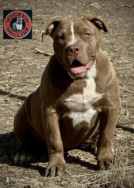 FEMALE Chocolate American bully  – American Bully puppy for sale in Denver, CO