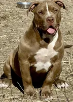 XL American Bully puppy , a female American Bully for sale in Denver, CO – 2 of 5