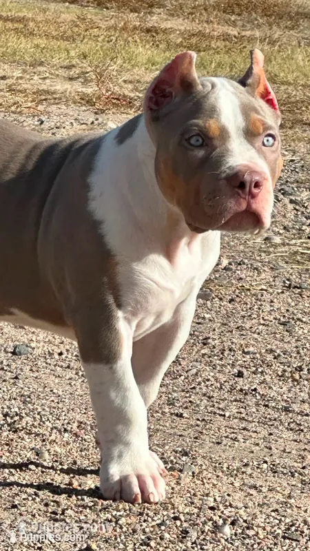 Lilac tri female AMERICAN BULLY XL, a female American Bully for sale in Denver, CO – 1 of 7